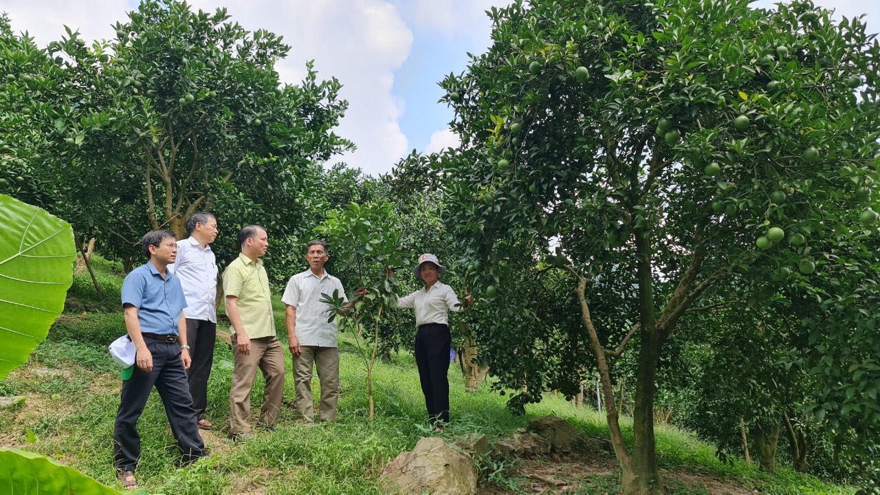 Nông nghiệp hàng hoá tạo ra những thay đổi đột phá cho tỉnh Tuyên Quang