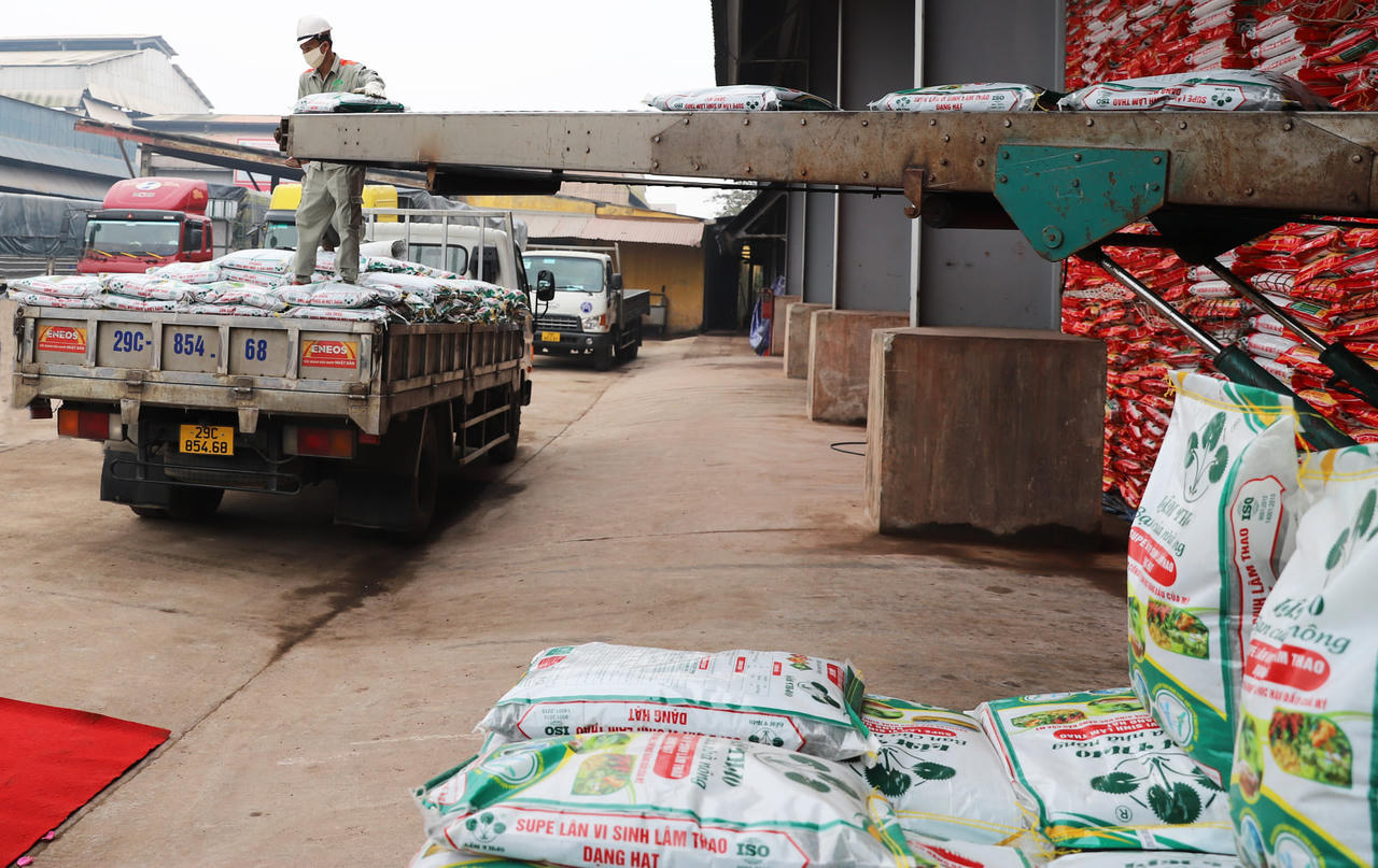 Nhiều nhà nông trồng cam sành tại Hà Giang vẫn lãi lớn dù phân bón tăng giá