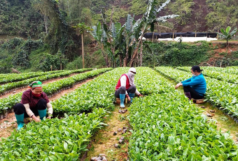 Bắc Kạn nỗ lực đạt mục tiêu trồng 1 tỷ cây xanh chống biến đổi khí hậu