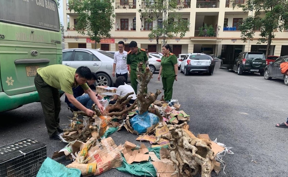 Phát hiện 2 ô tô vận chuyển lợn chết và động vật hoang dã