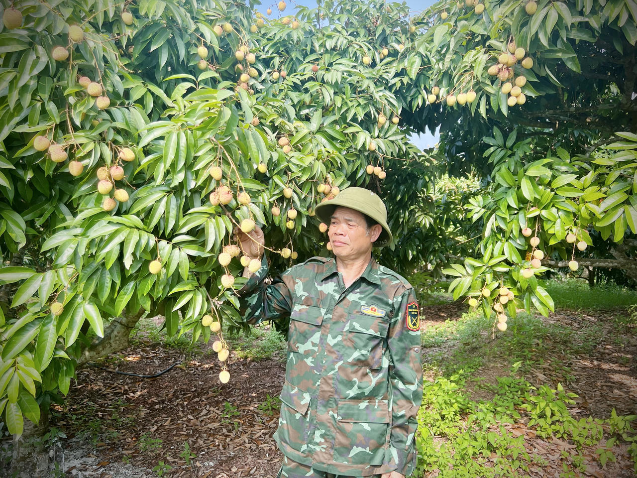 Bà con vùng vải thiều Tân Yên phấn khởi đón vụ mùa bội thu