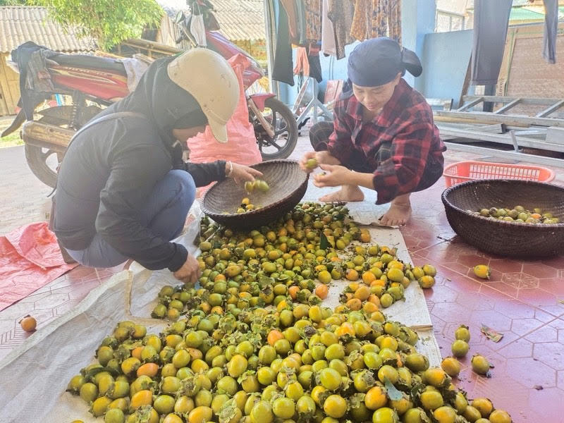 Na Rì (Bắc Kạn) phát triển cây đặc sản hồng không hạt theo chuỗi liên kết