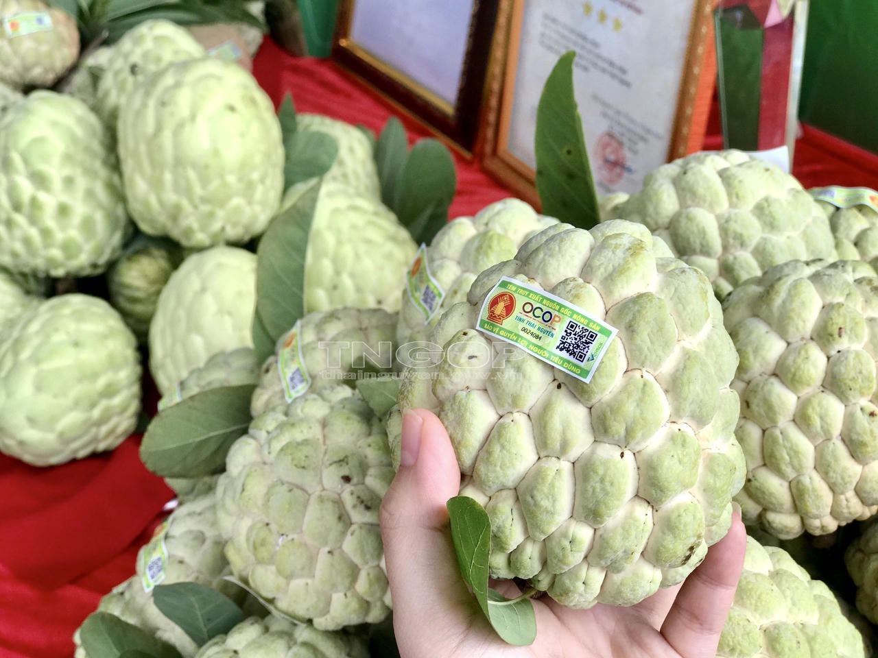 Loại quả được trồng trên núi đá, nức tiếng thơm ngon của Thái Nguyên 