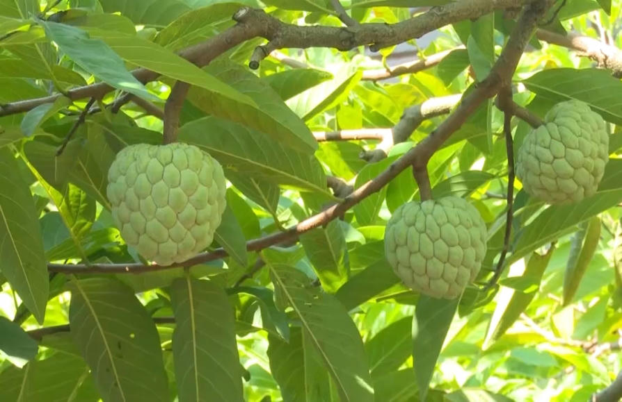 Loại quả được trồng trên núi đá, nức tiếng thơm ngon của Thái Nguyên 