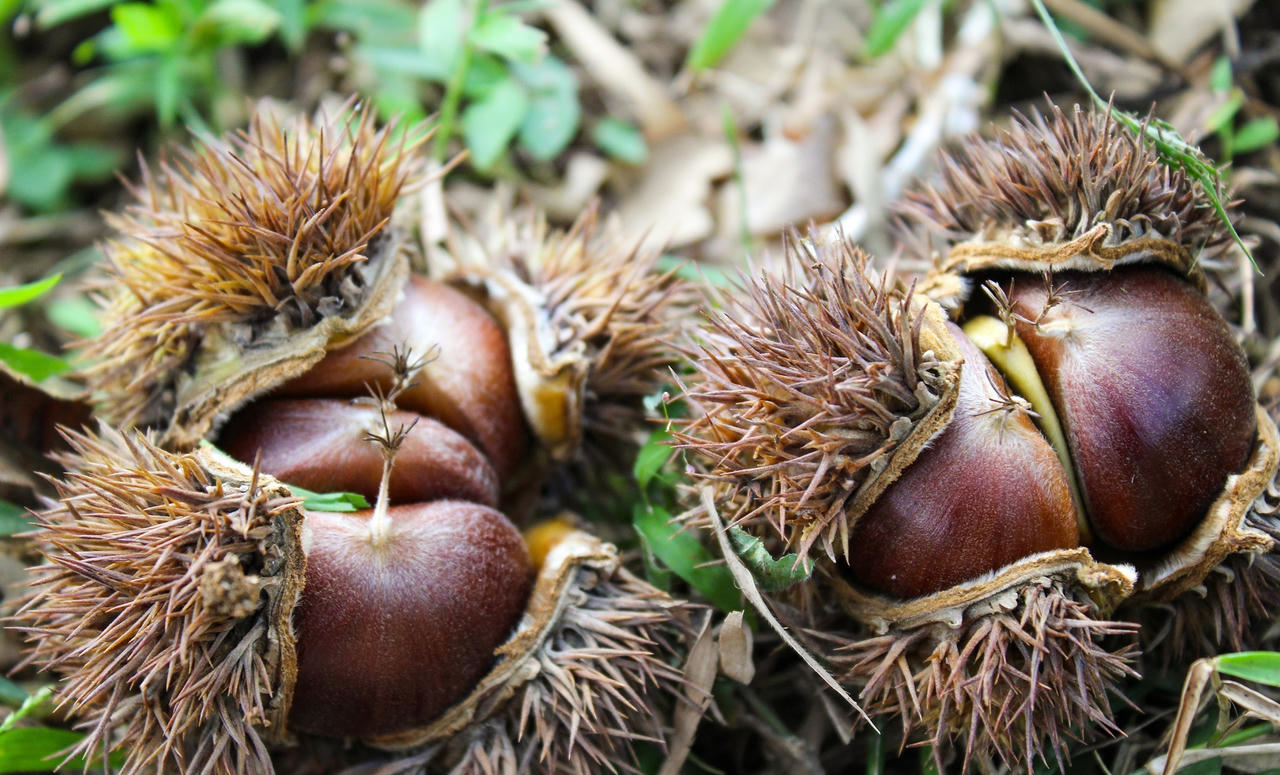 Nỗ lực phát triển thương hiệu đặc sản nổi tiếng hạt dẻ Trùng Khánh