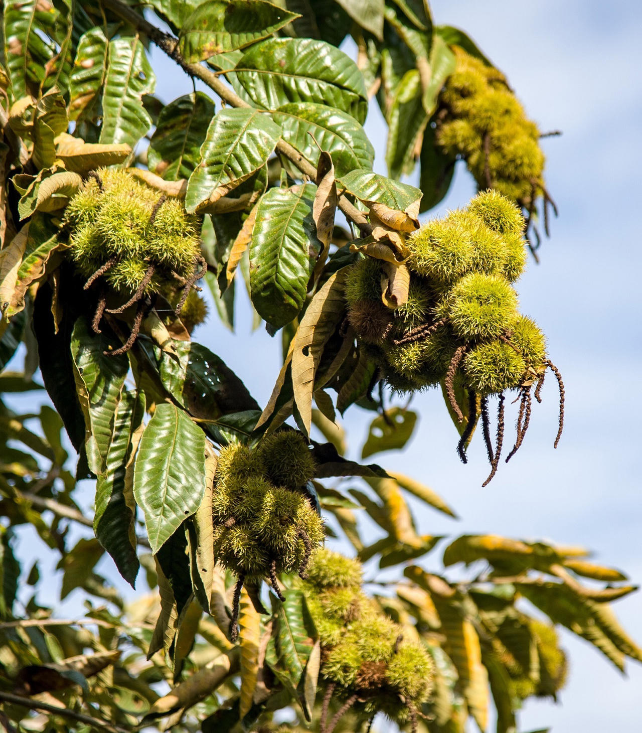 Nỗ lực phát triển thương hiệu đặc sản nổi tiếng hạt dẻ Trùng Khánh
