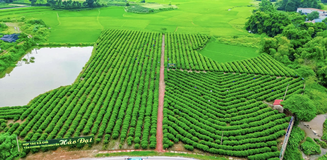 Chè Hảo Đạt (Thái Nguyên) - Sản phẩm độc đáo của vùng chè Tân Cương 