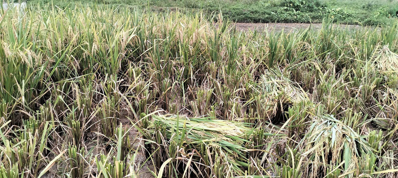 Hơn 300 hộ dân mất trắng vụ xuân vì giống lúa 'lạ'