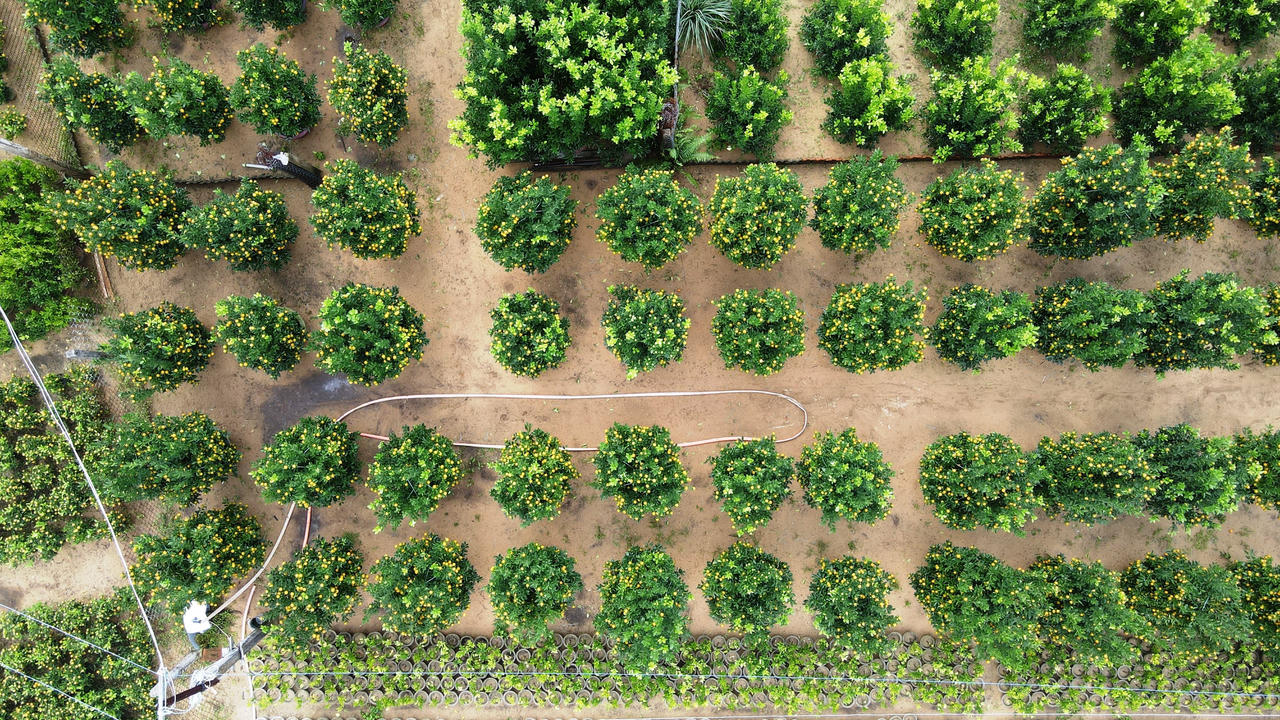 Quất cảnh Hội An tăng giá, hứa hẹn “trúng đậm” dịp Tết Nguyên đán