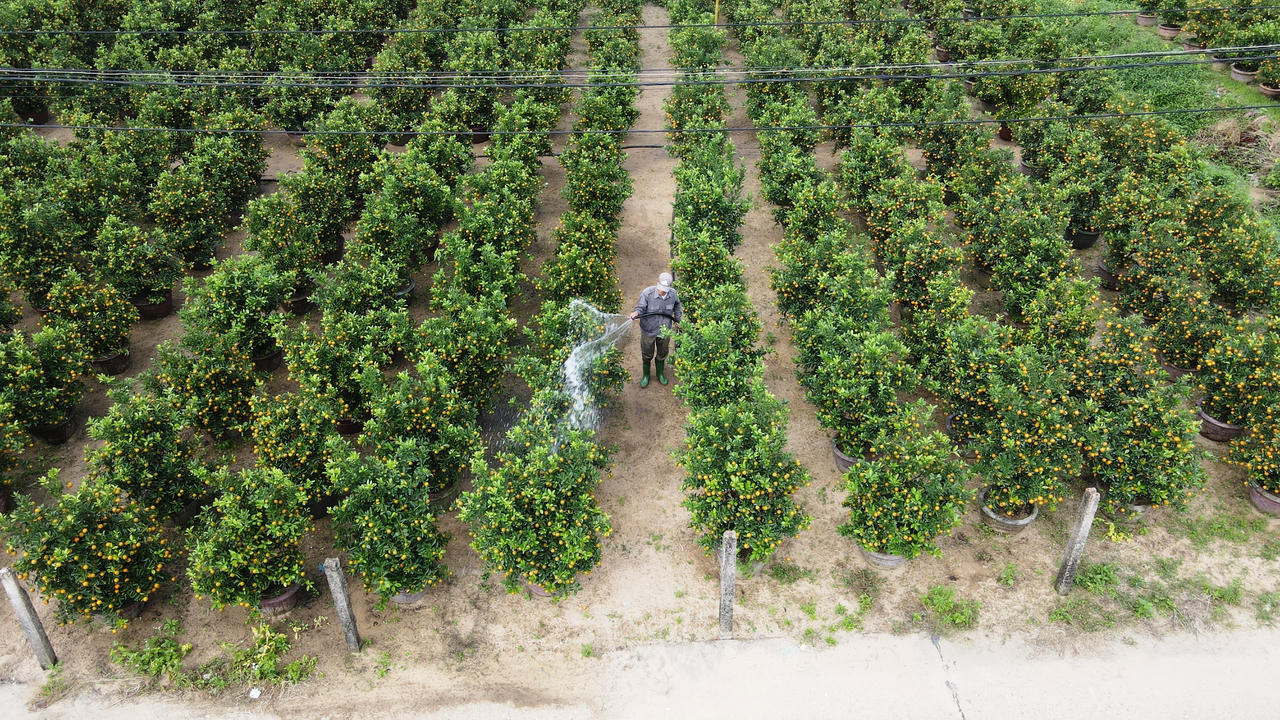 Quất cảnh Hội An tăng giá, hứa hẹn “trúng đậm” dịp Tết Nguyên đán