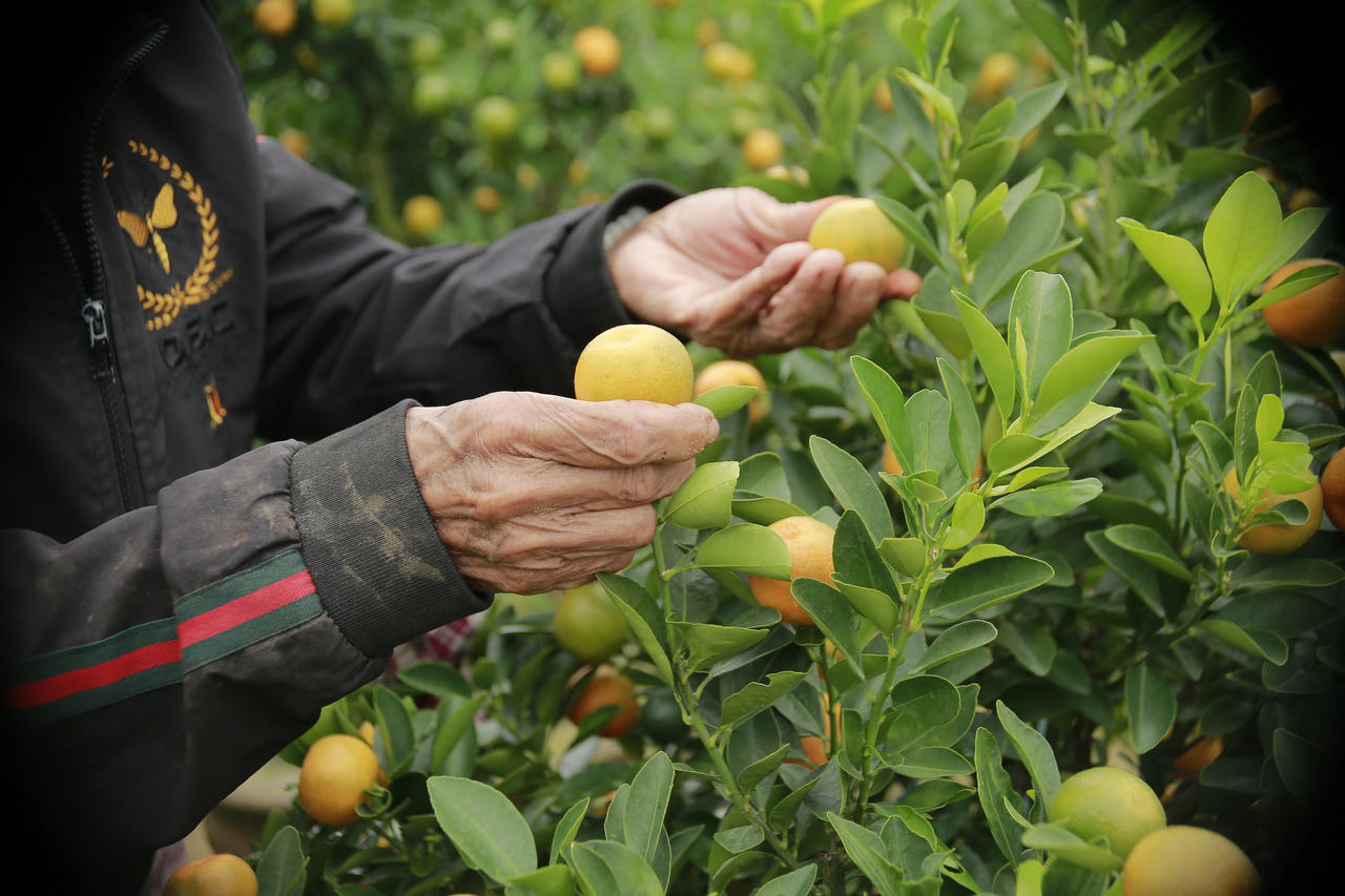 Quất cảnh Hội An tăng giá, hứa hẹn “trúng đậm” dịp Tết Nguyên đán
