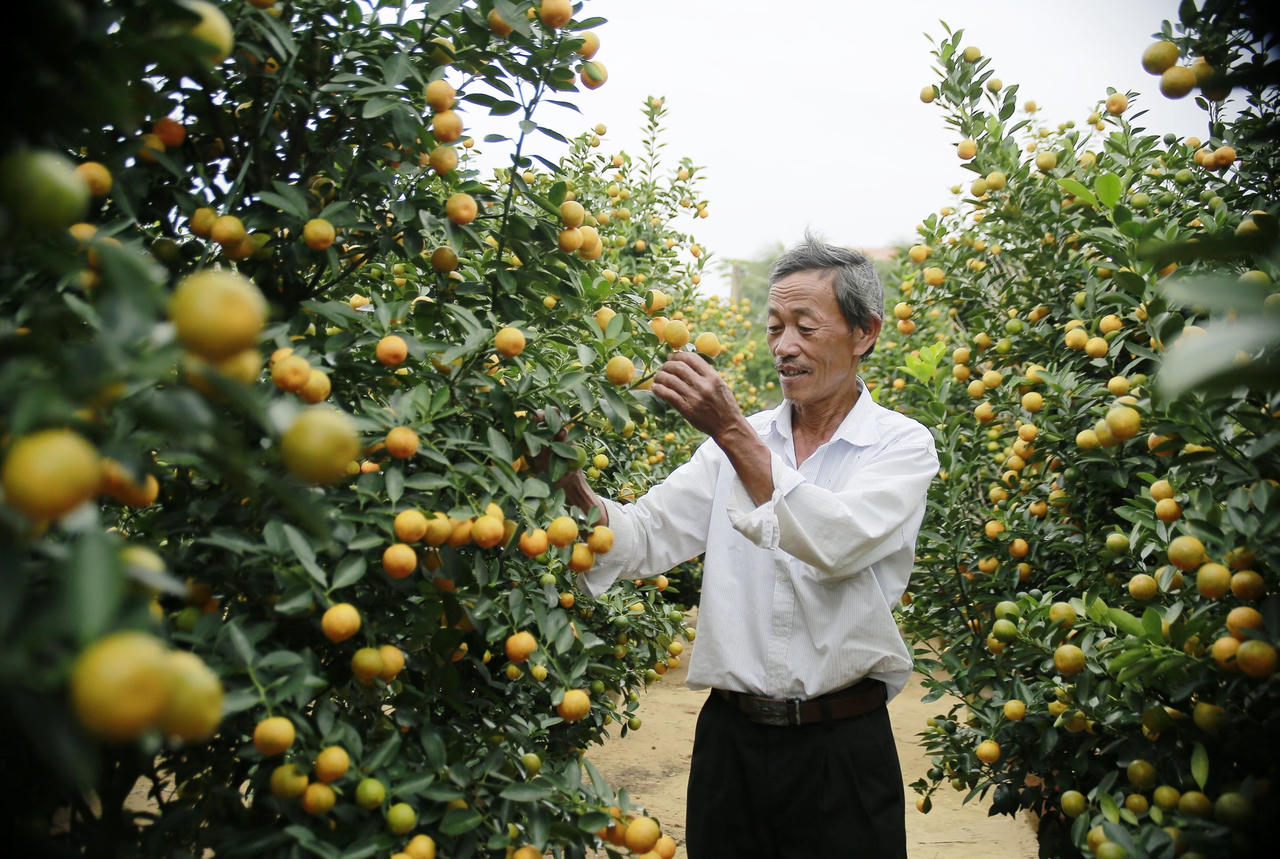 Quất cảnh Hội An tăng giá, hứa hẹn “trúng đậm” dịp Tết Nguyên đán