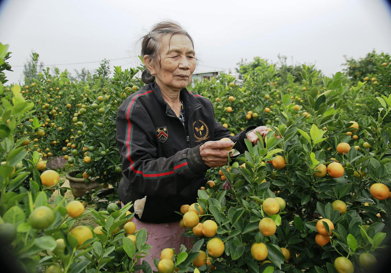 Quất cảnh Hội An tăng giá, hứa hẹn “trúng đậm” dịp Tết Nguyên đán