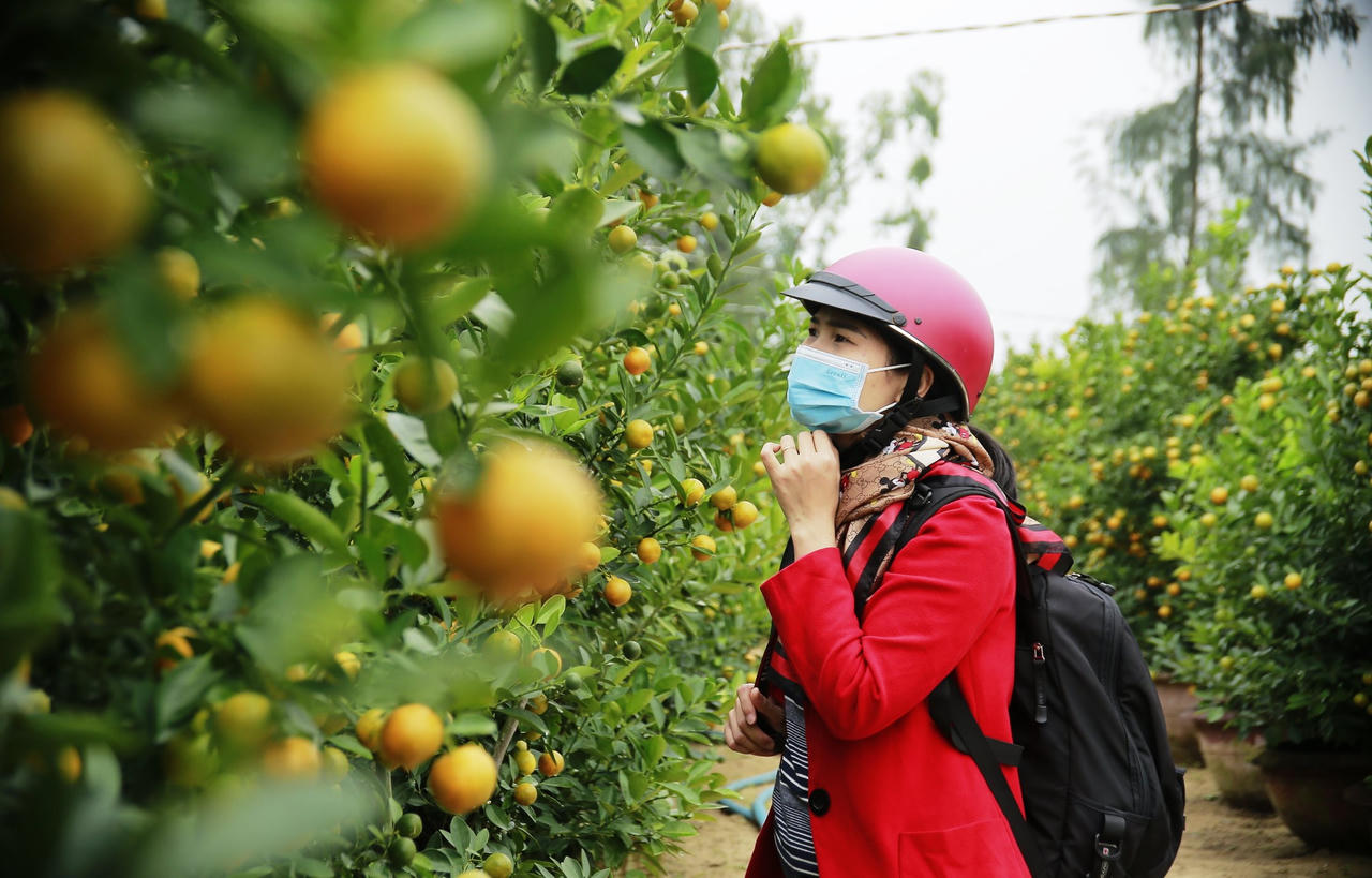 Quất cảnh Hội An tăng giá, hứa hẹn “trúng đậm” dịp Tết Nguyên đán