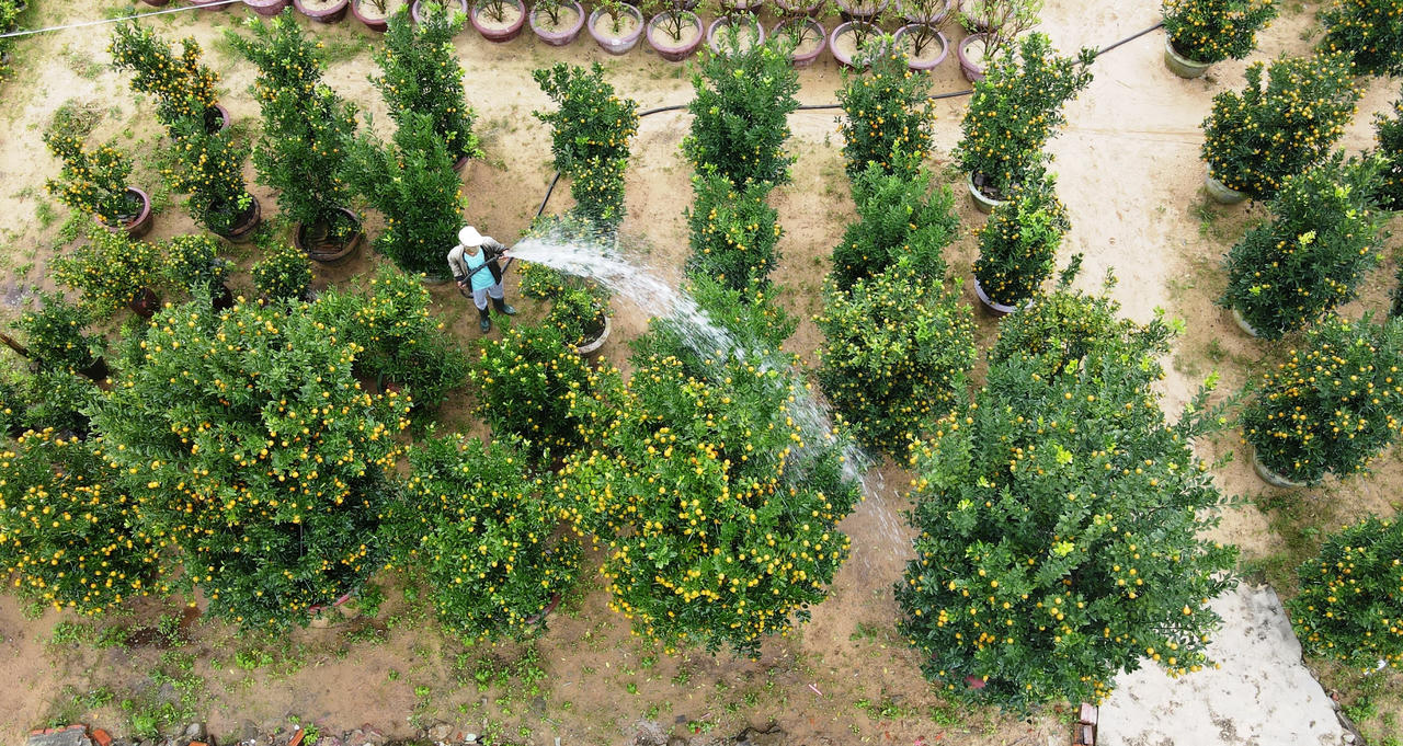 Quất cảnh Hội An tăng giá, hứa hẹn “trúng đậm” dịp Tết Nguyên đán