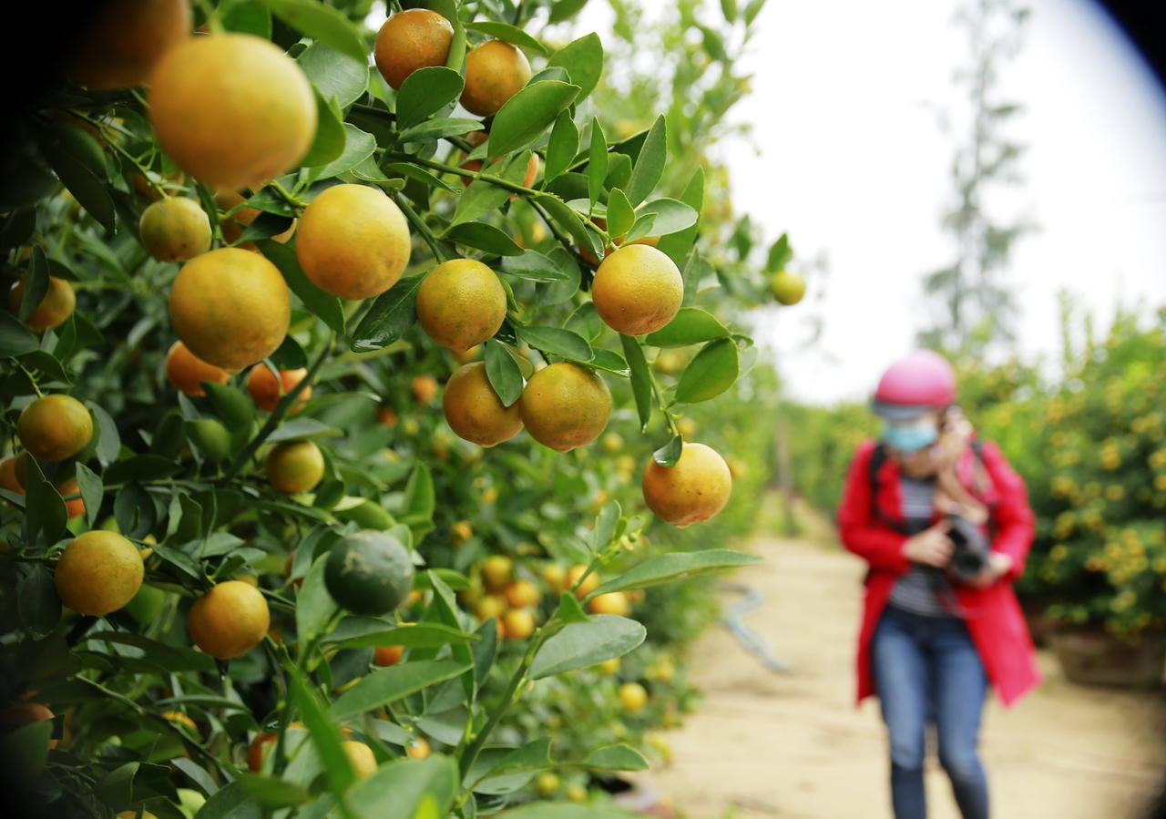 Quất cảnh Hội An tăng giá, hứa hẹn “trúng đậm” dịp Tết Nguyên đán