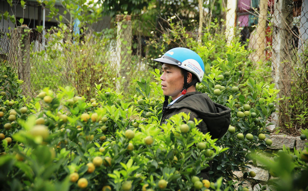 Quất cảnh Hội An tăng giá, hứa hẹn “trúng đậm” dịp Tết Nguyên đán