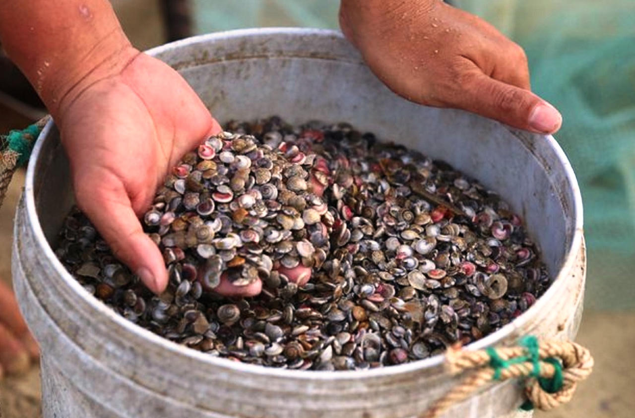 Săn 'lộc biển' đầu năm, ngư dân Quảng Nam kiếm tiền triệu mỗi ngày