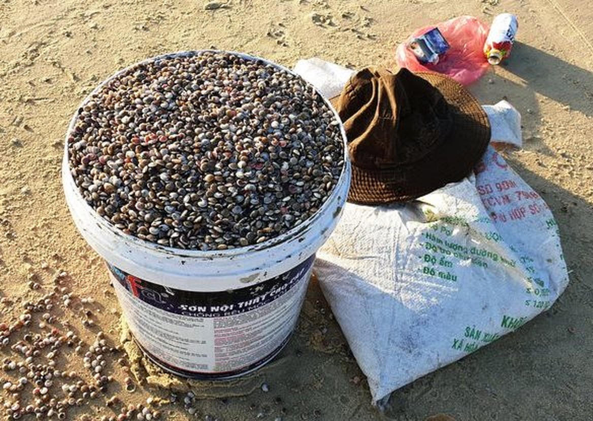 Săn 'lộc biển' đầu năm, ngư dân Quảng Nam kiếm tiền triệu mỗi ngày