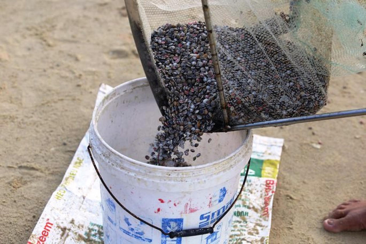 Săn 'lộc biển' đầu năm, ngư dân Quảng Nam kiếm tiền triệu mỗi ngày