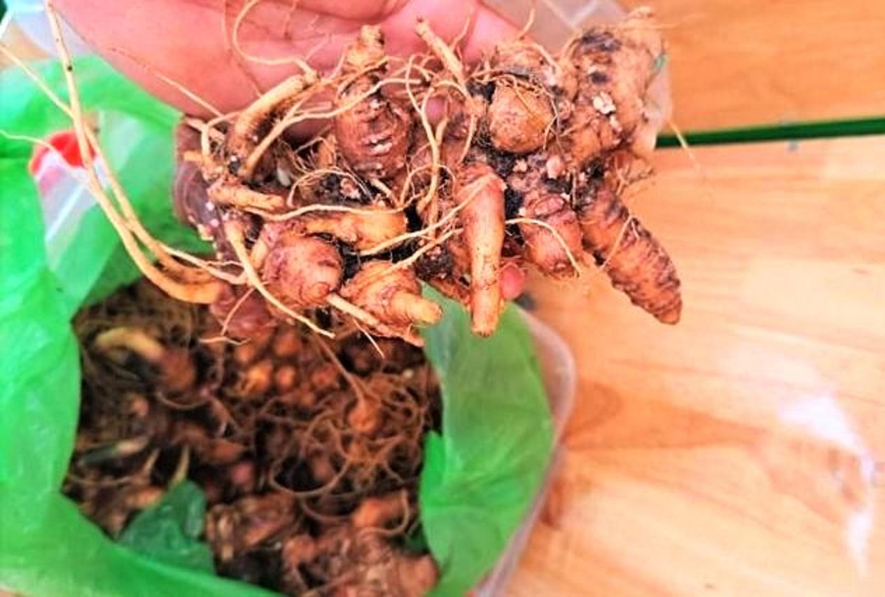 Phát hiện hơn 2kg sâm nghi giả 'tuồn' vào lễ hội sâm Ngọc Linh