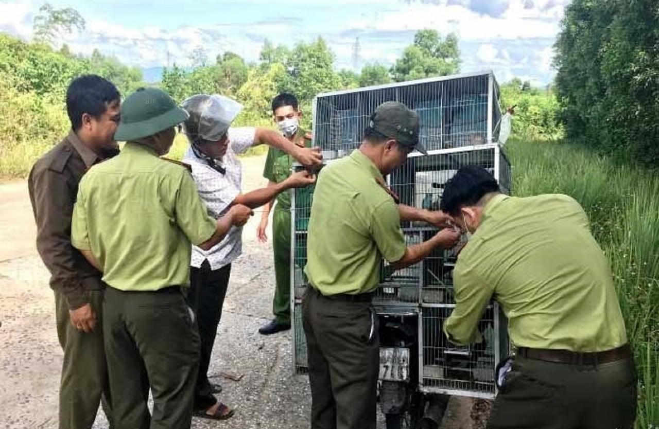 Chủ tịch Quảng Nam yêu cầu xử lý nghiêm nạn buôn bán trái phép động vật hoang dã