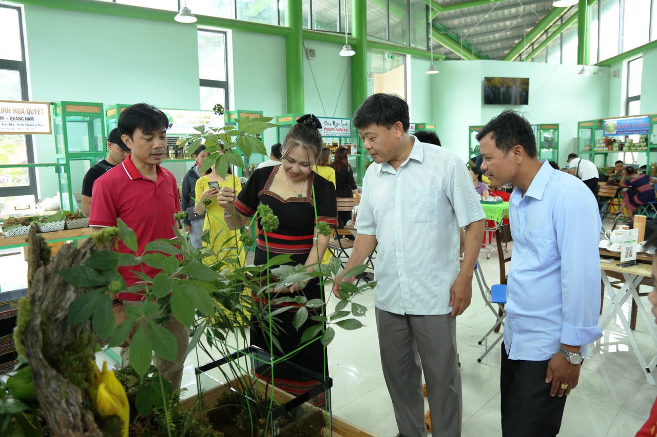 Quảng Nam tập trung “cắt đứt” nạn sâm Ngọc Linh giả bày bán tràn lan