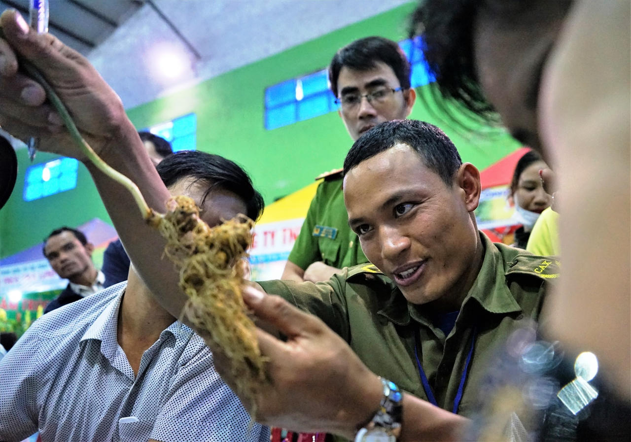 Đấu giá sâm Ngọc Linh ủng hộ kinh phí chương trình xóa nhà tạm