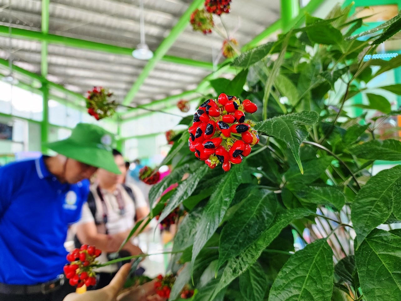 Quảng Nam tận dụng hết lợi thế 1 trong 5 “thủ phủ dược liệu” của Việt Nam