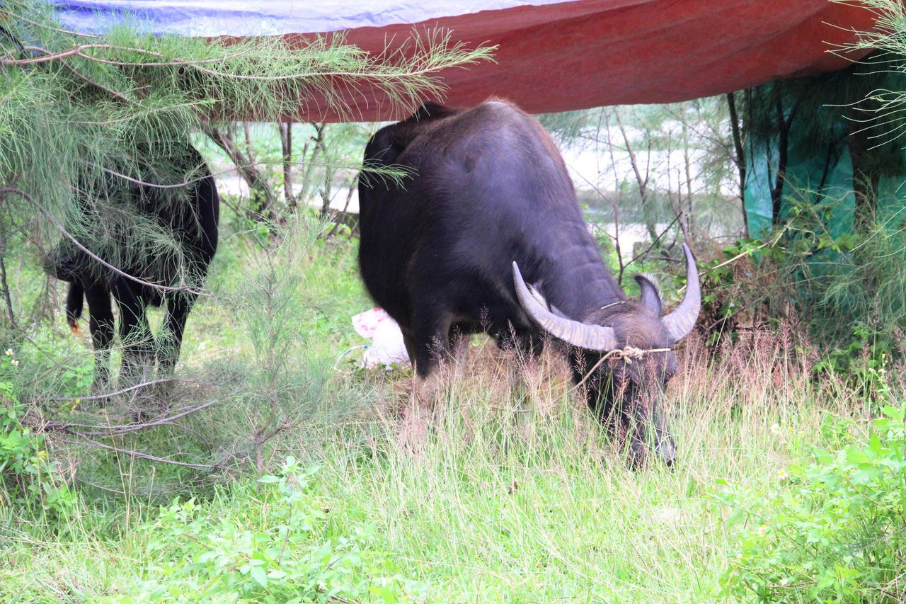 Nước 'bao vây', người dân Quảng Nam dùng ghe di chuyển trên đường bộ