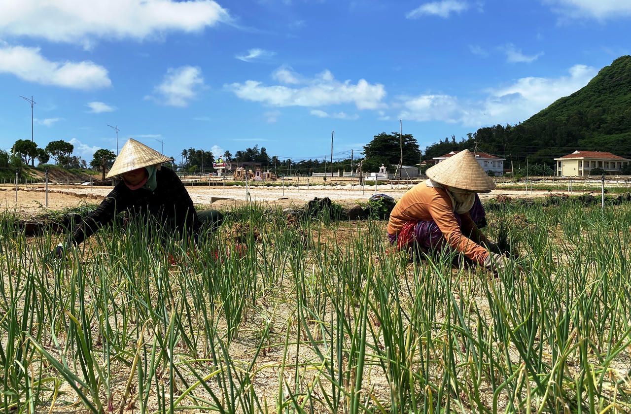 Nông dân đảo Lý Sơn 'đội nắng' thu hoạch hành tím chạy... úng