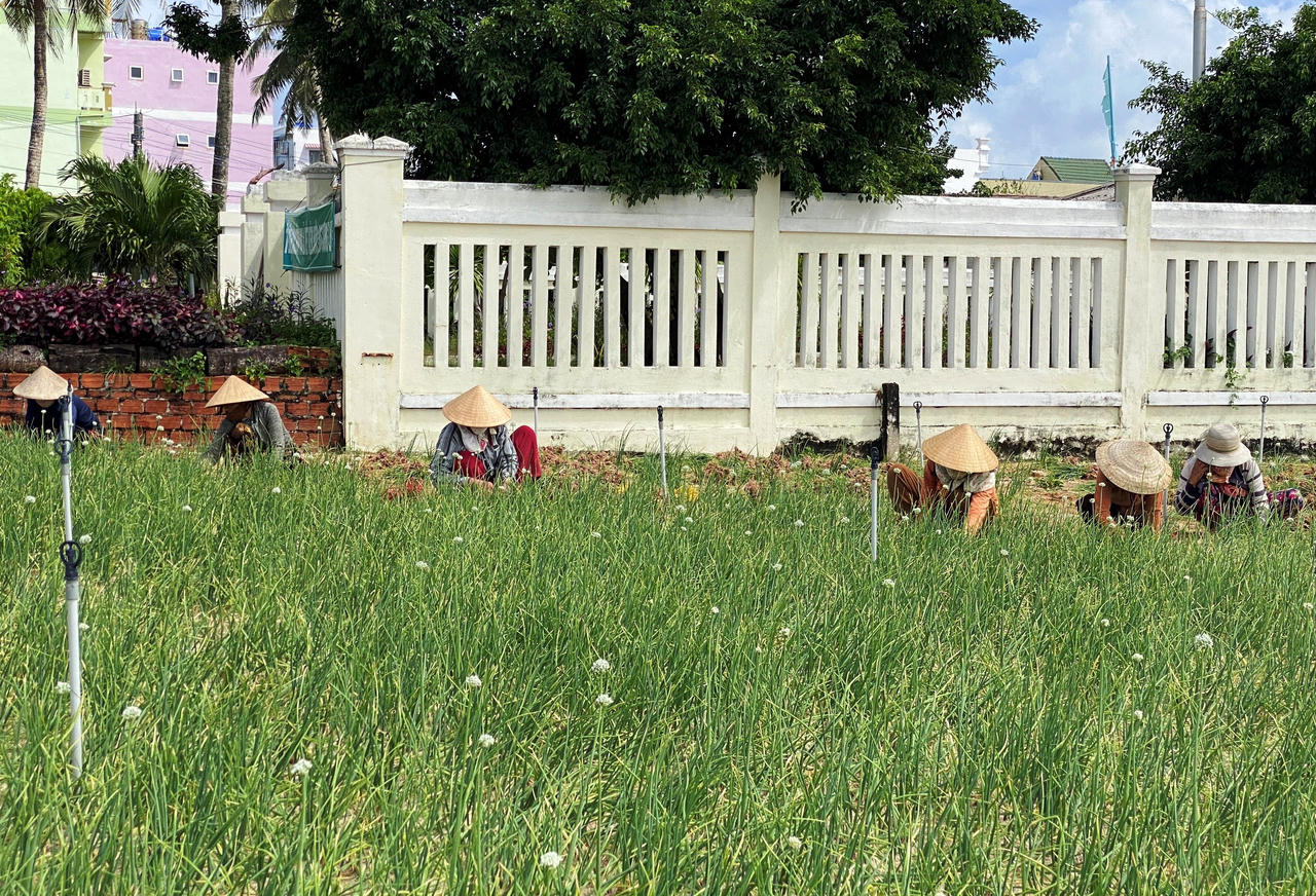 Nông dân đảo Lý Sơn 'đội nắng' thu hoạch hành tím chạy... úng