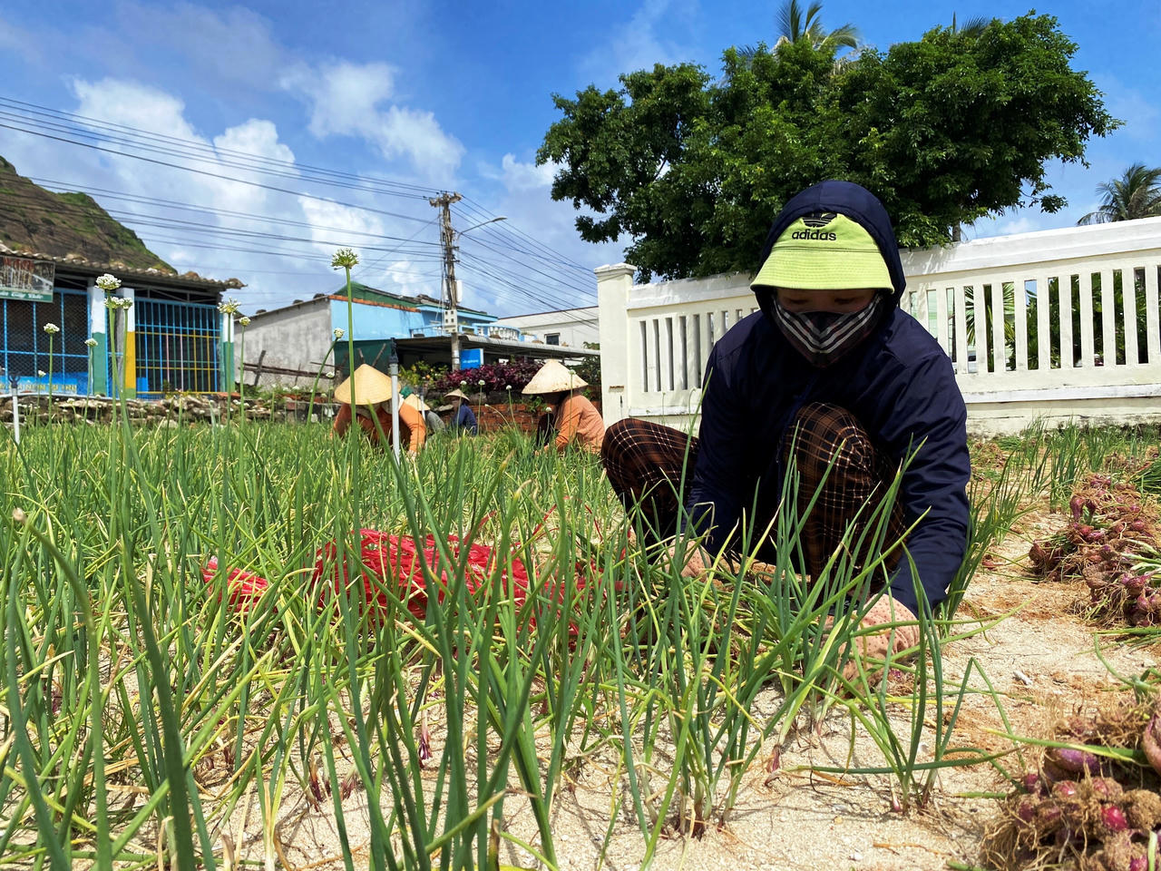 Nông dân đảo Lý Sơn 'đội nắng' thu hoạch hành tím chạy... úng