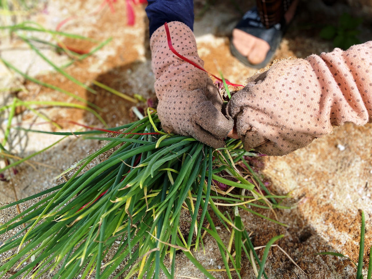 Nông dân đảo Lý Sơn 'đội nắng' thu hoạch hành tím chạy... úng