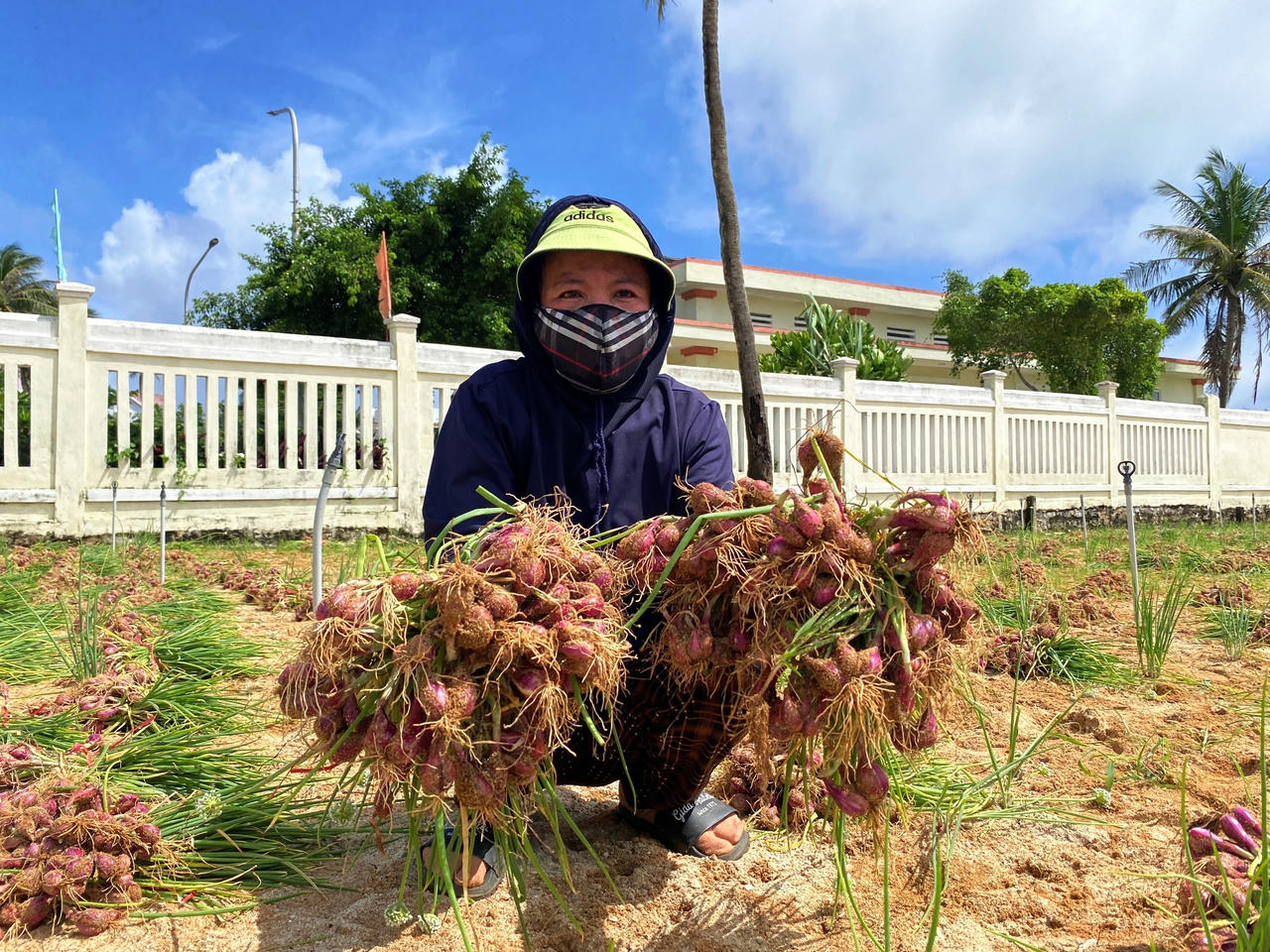 Nông dân đảo Lý Sơn 'đội nắng' thu hoạch hành tím chạy... úng