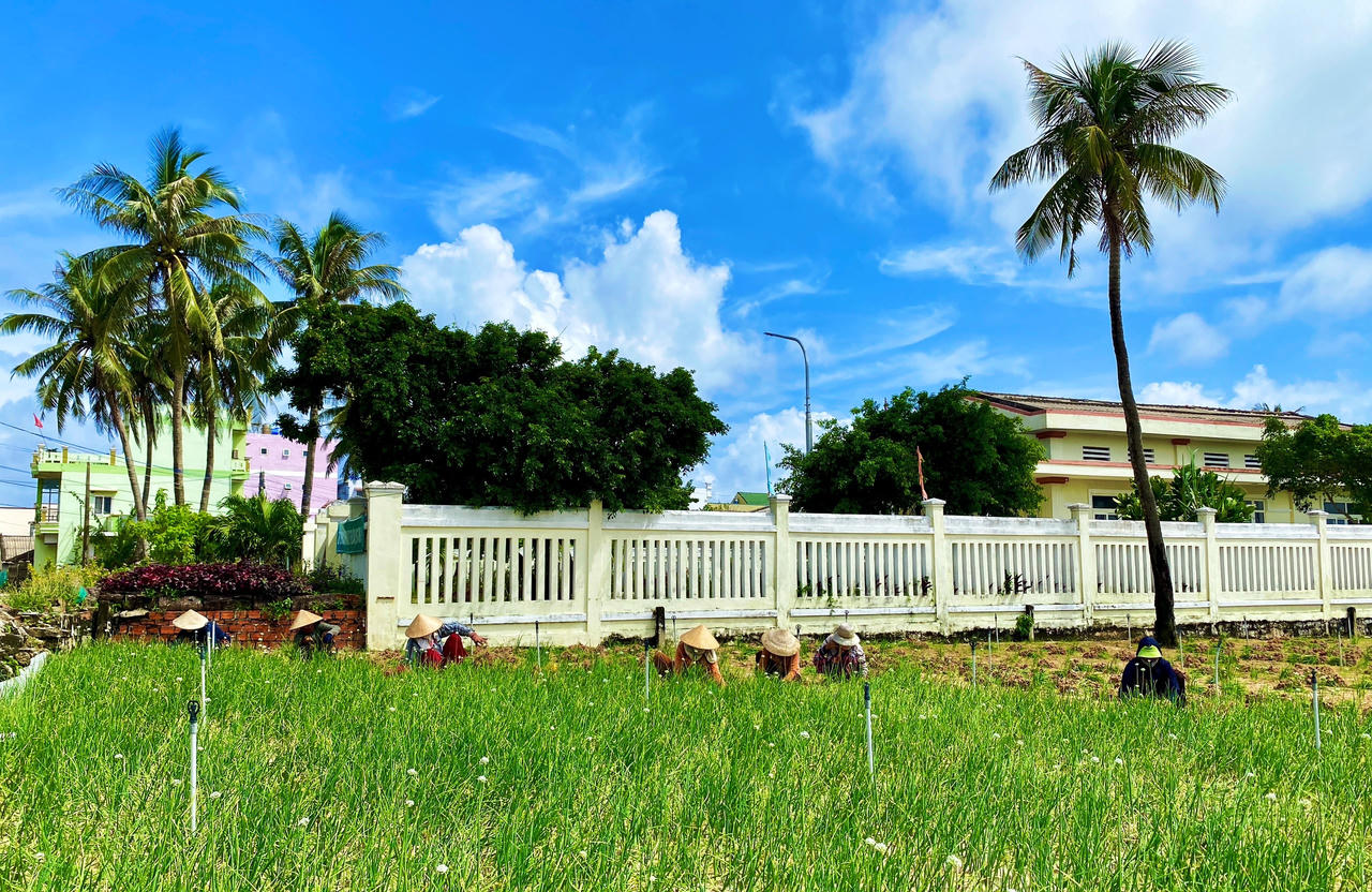 Nông dân đảo Lý Sơn 'đội nắng' thu hoạch hành tím chạy... úng