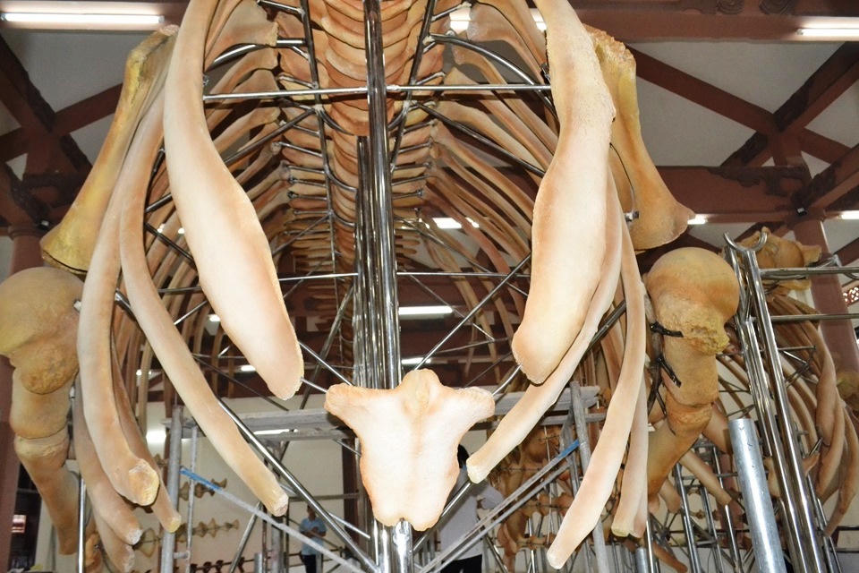 Huyện đảo Lý Sơn lấy ý kiến đề án thu phí tham quan các danh thắng