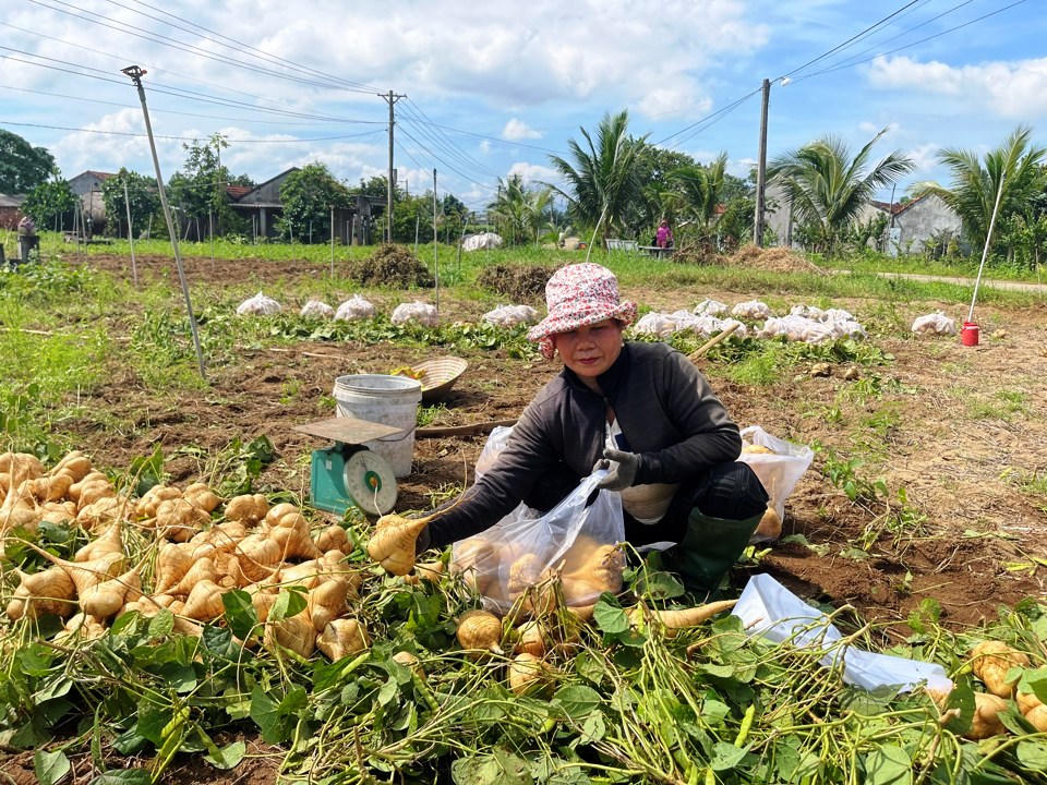 Nông dân Quảng Ngãi 'khóc ròng' vì củ đậu rớt giá, thương lái chê
