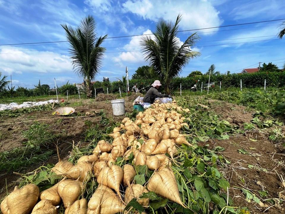 Nông dân Quảng Ngãi 'khóc ròng' vì củ đậu rớt giá, thương lái chê