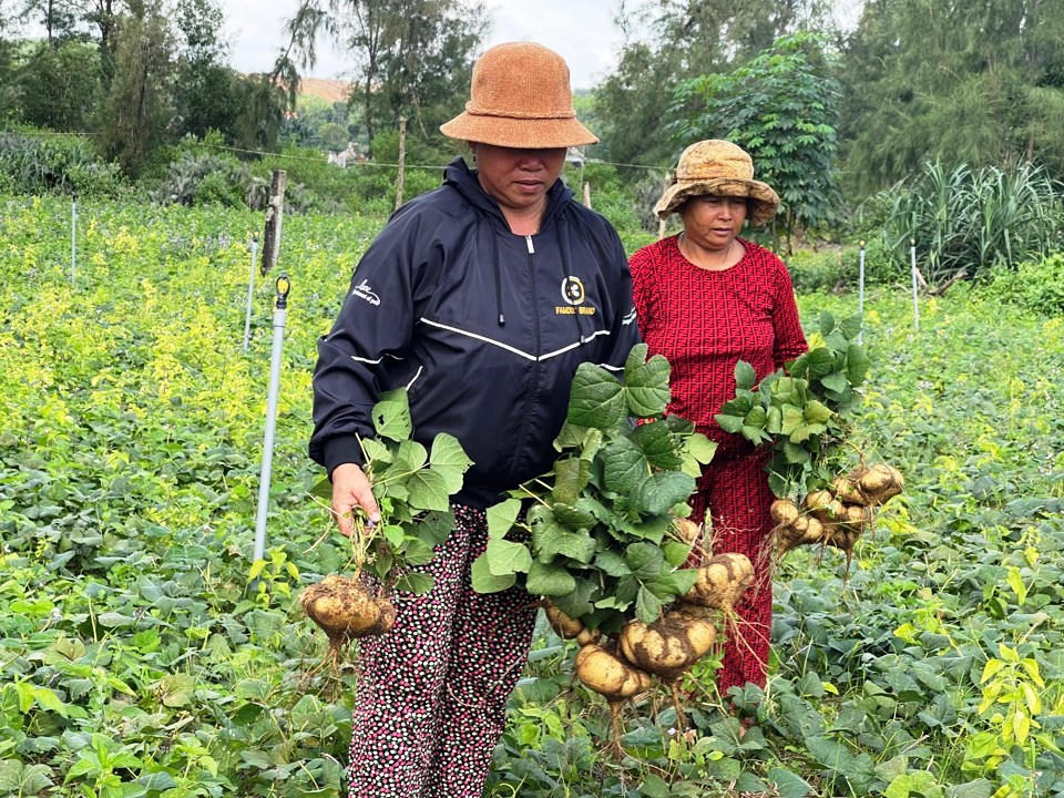 Nông dân Quảng Ngãi 'khóc ròng' vì củ đậu rớt giá, thương lái chê