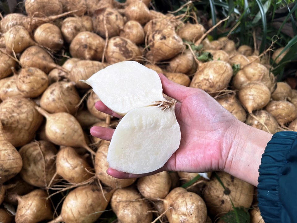 Nông dân Quảng Ngãi 'khóc ròng' vì củ đậu rớt giá, thương lái chê