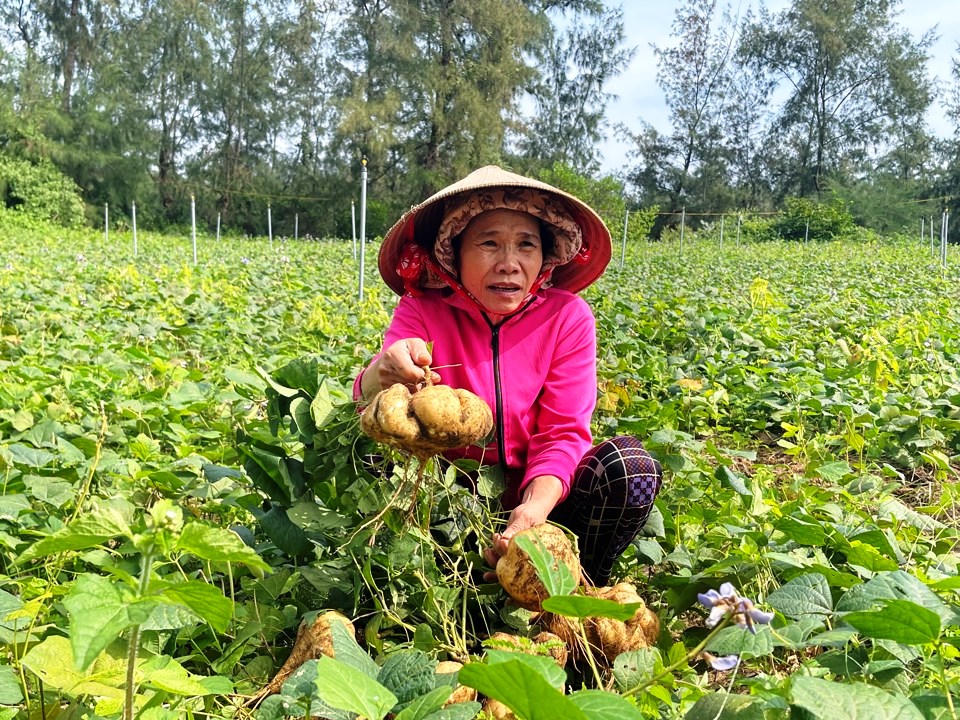 Nông dân Quảng Ngãi 'khóc ròng' vì củ đậu rớt giá, thương lái chê