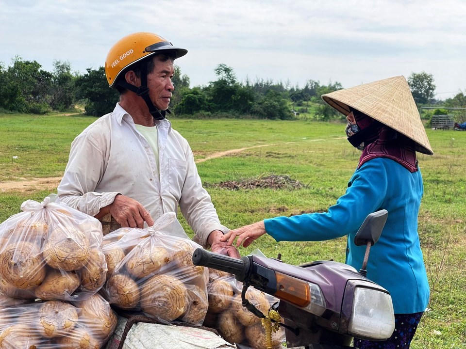 Nông dân Quảng Ngãi 'khóc ròng' vì củ đậu rớt giá, thương lái chê