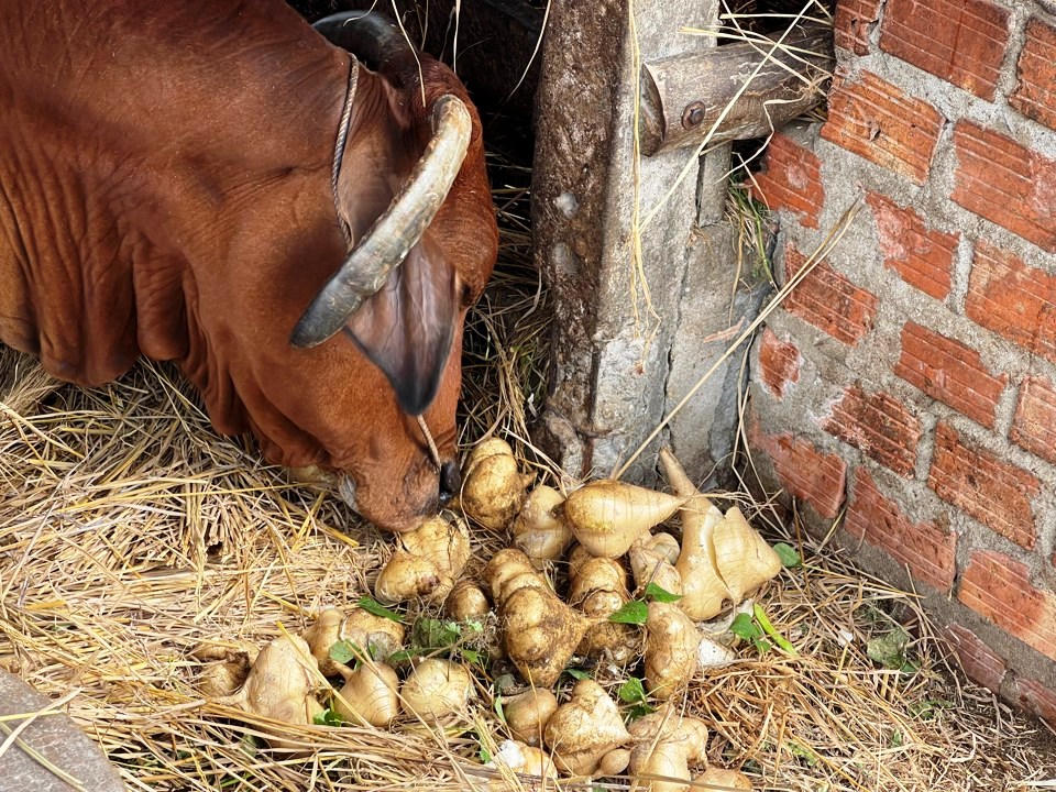 Nông dân Quảng Ngãi 'khóc ròng' vì củ đậu rớt giá, thương lái chê