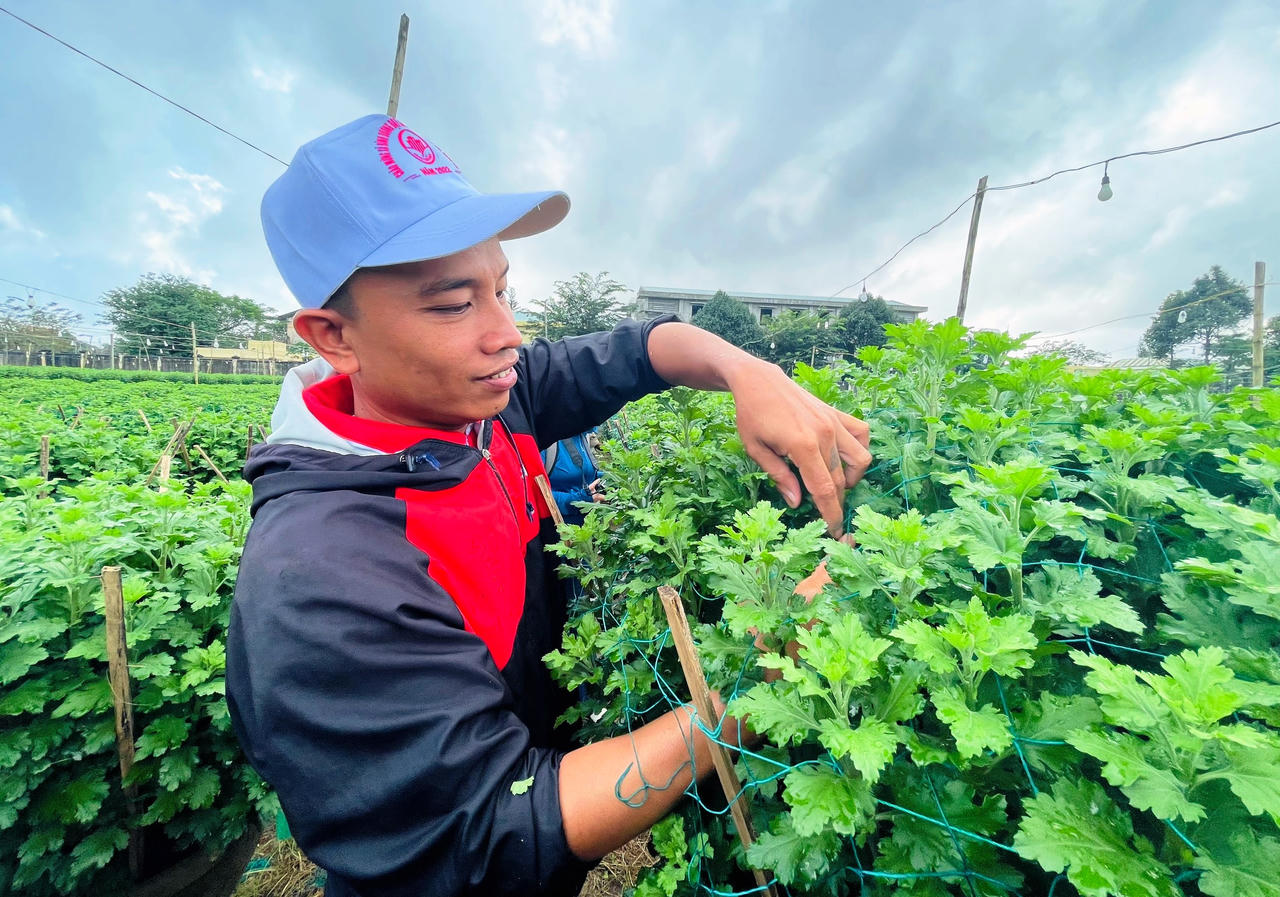 Hoa cúc Tết ở Quảng Ngãi chớm nụ, thương lái đã mua sạch vườn