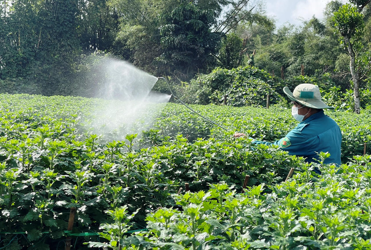 Hoa cúc Tết ở Quảng Ngãi chớm nụ, thương lái đã mua sạch vườn