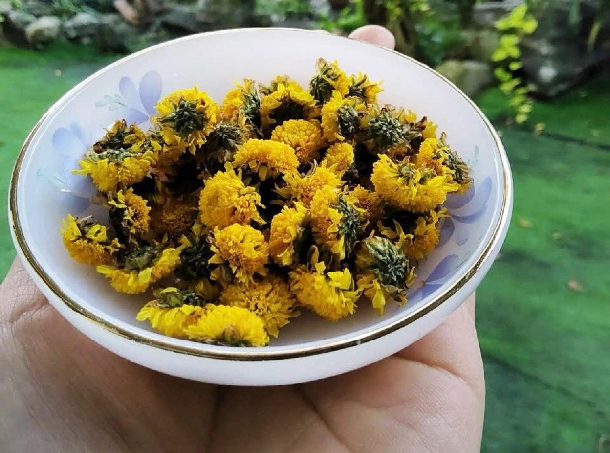 Hoa cúc Tết ở Quảng Ngãi chớm nụ, thương lái đã mua sạch vườn