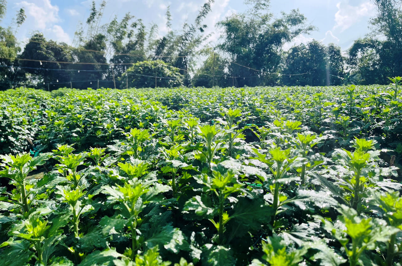 Hoa cúc Tết ở Quảng Ngãi chớm nụ, thương lái đã mua sạch vườn