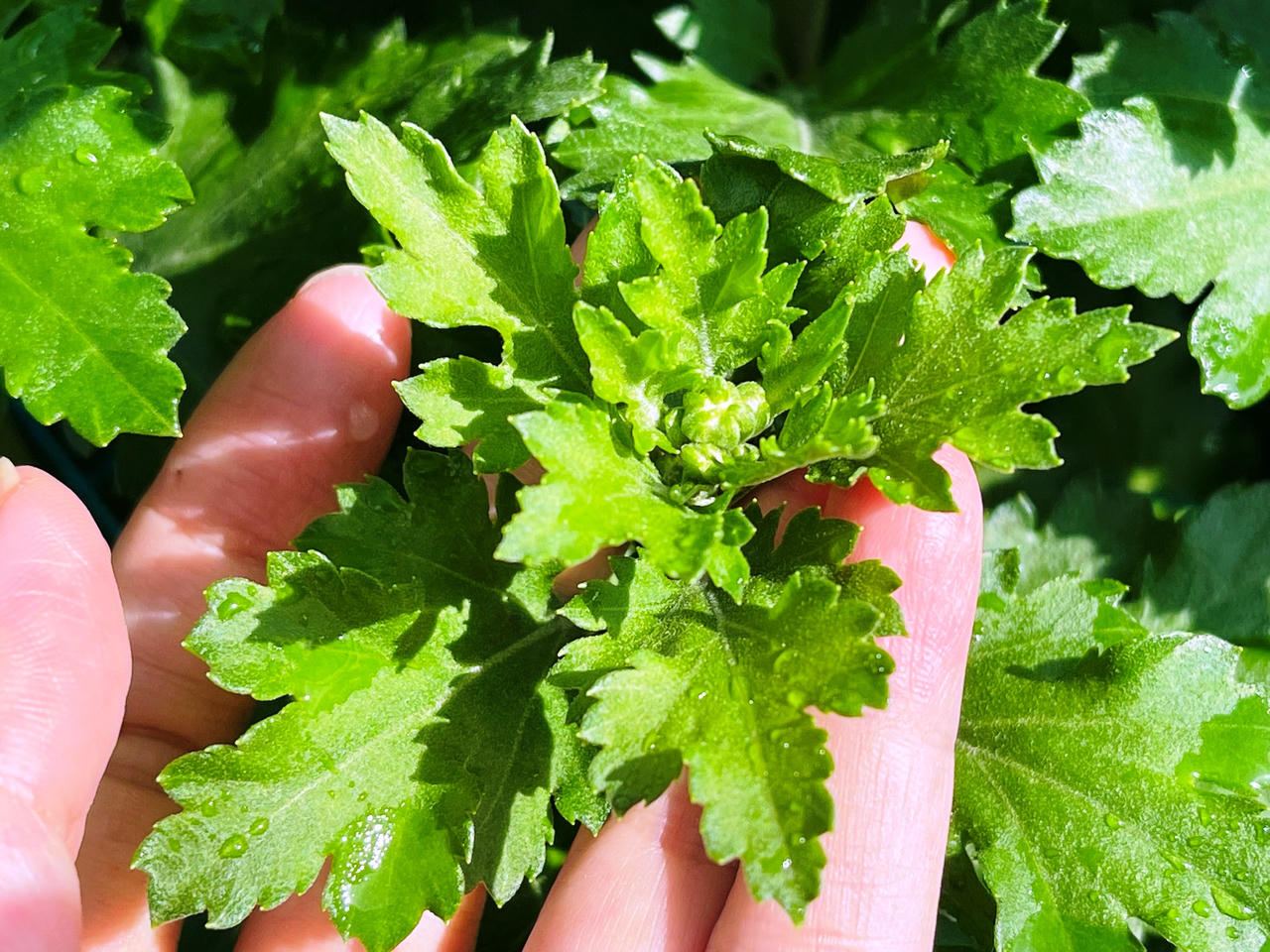 Hoa cúc Tết ở Quảng Ngãi chớm nụ, thương lái đã mua sạch vườn