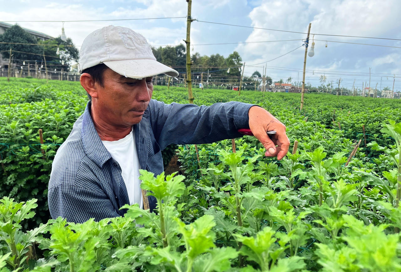 Hoa cúc Tết ở Quảng Ngãi chớm nụ, thương lái đã mua sạch vườn